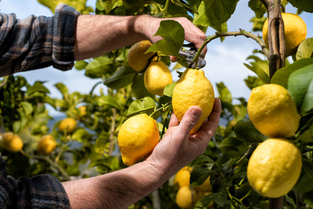 Le citron, roi à Sorrente