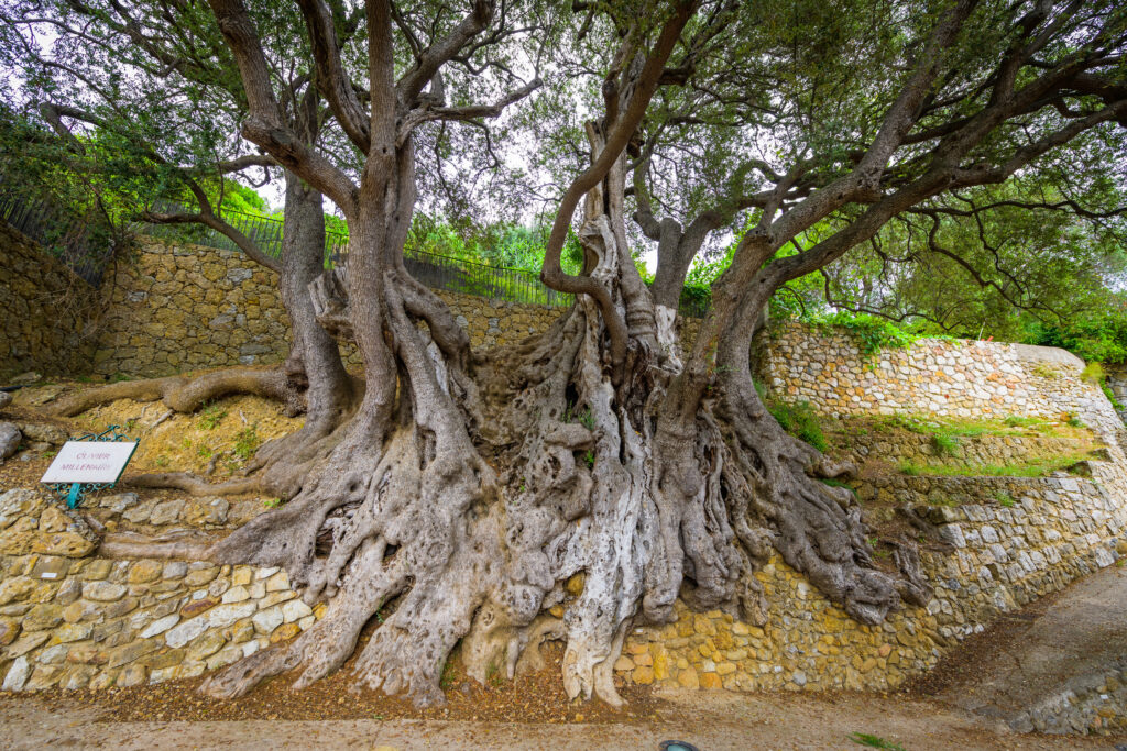 L'olivier millénaire de Roquebrune-Cap-Martin 