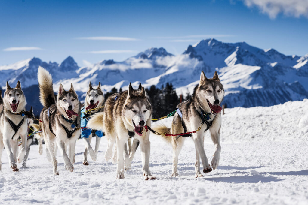 Chiens de traîneaux