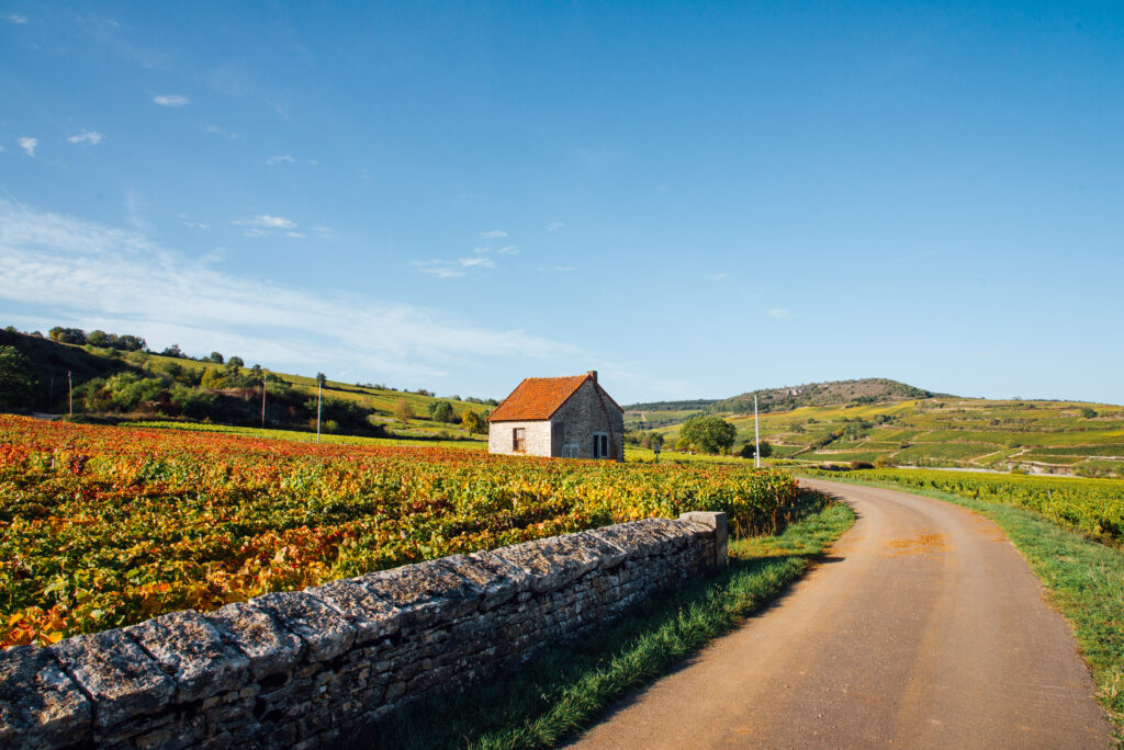 Paysage du vignoble en Côte d'Or 