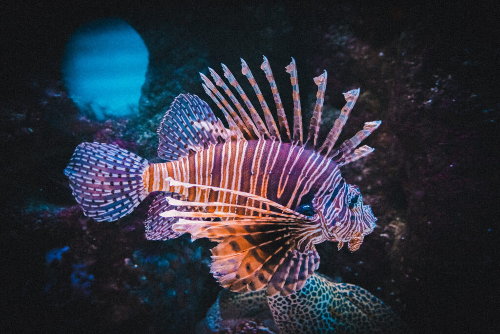 L'Aquarium de San Sebastian 