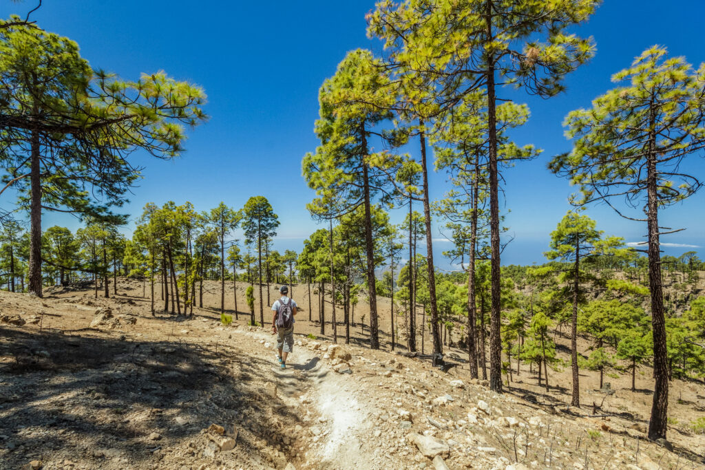 Randonnée dans la région de Corona Forestal  