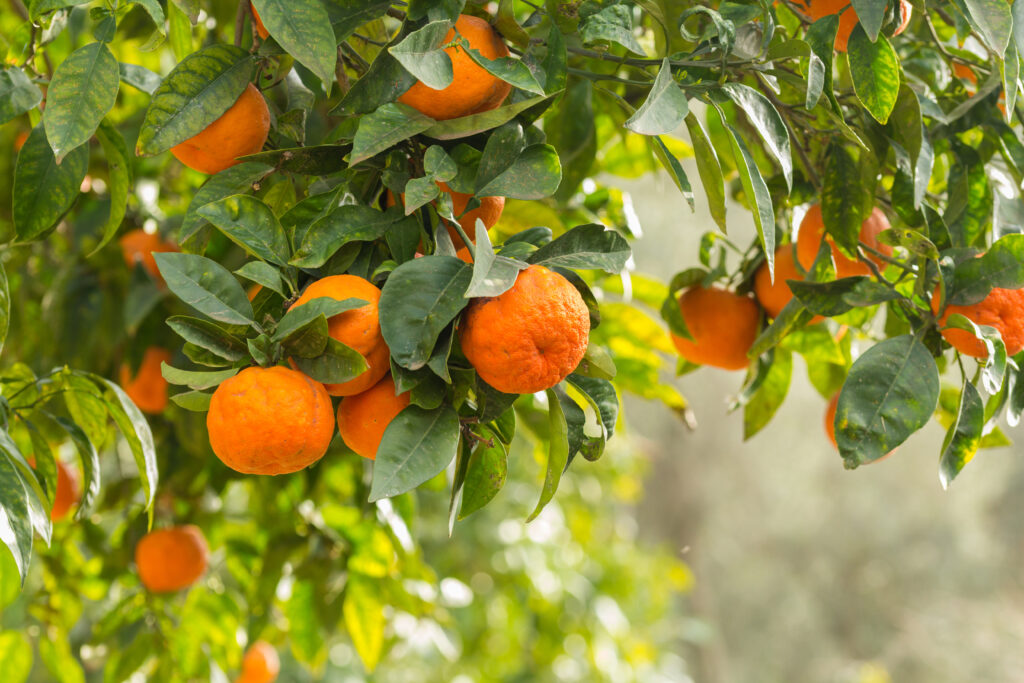 Oranges, Sicile