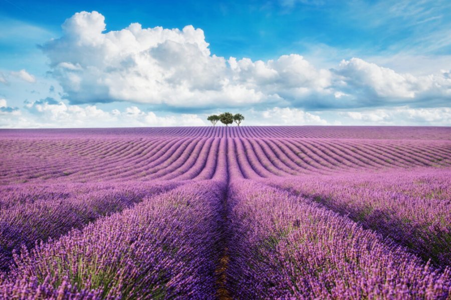 Lavender Routes in Provence: the best tours