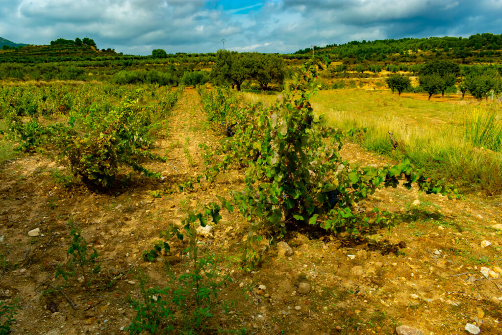 Routes des Vins de Murcie 