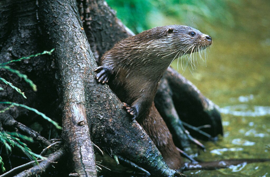 loutre d'Europe