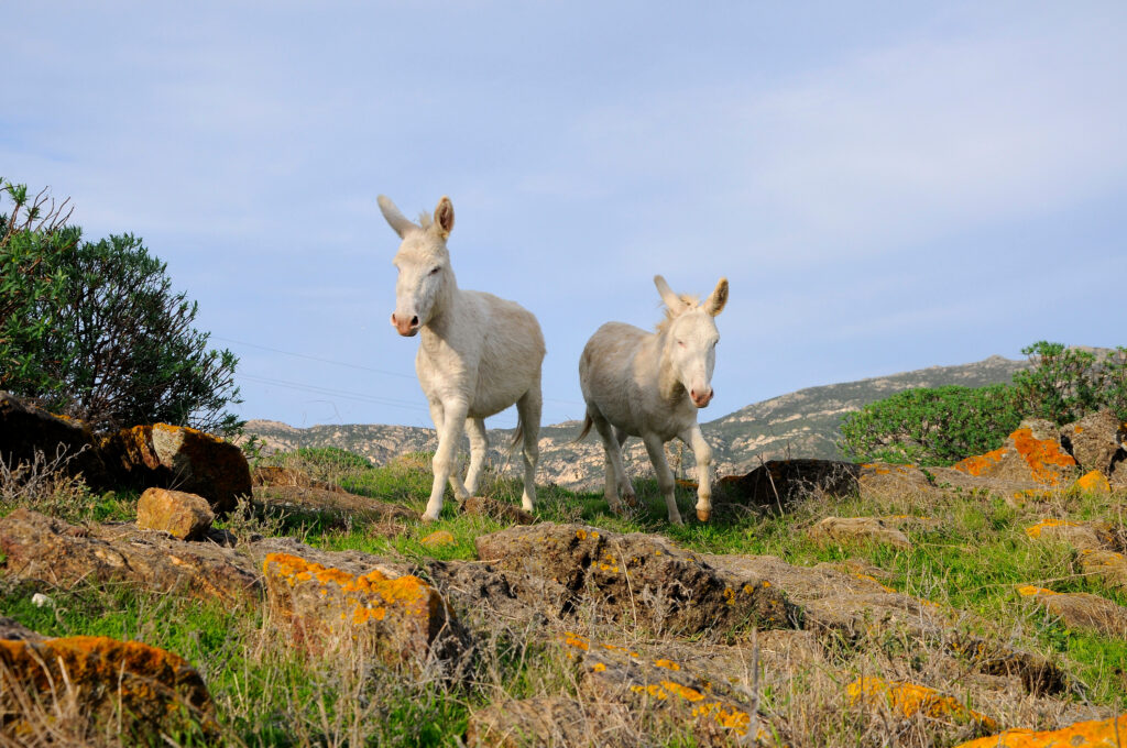 Asinara âne albinos