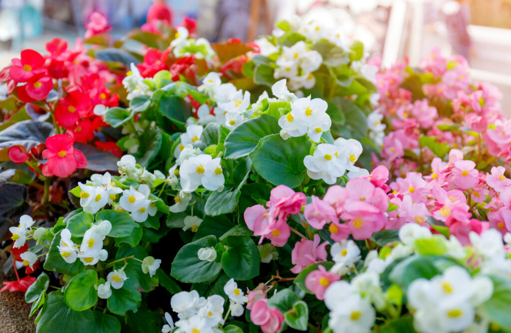 Bégonias 