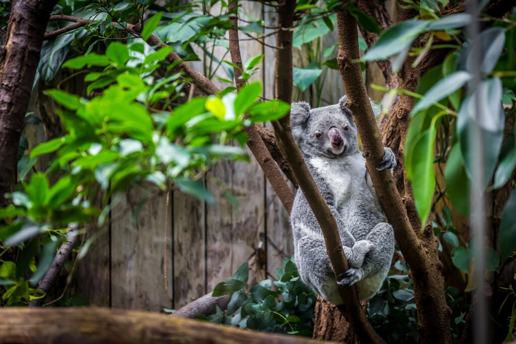 Koala au zoo