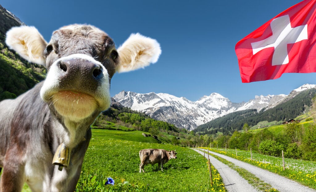 Vache suisse