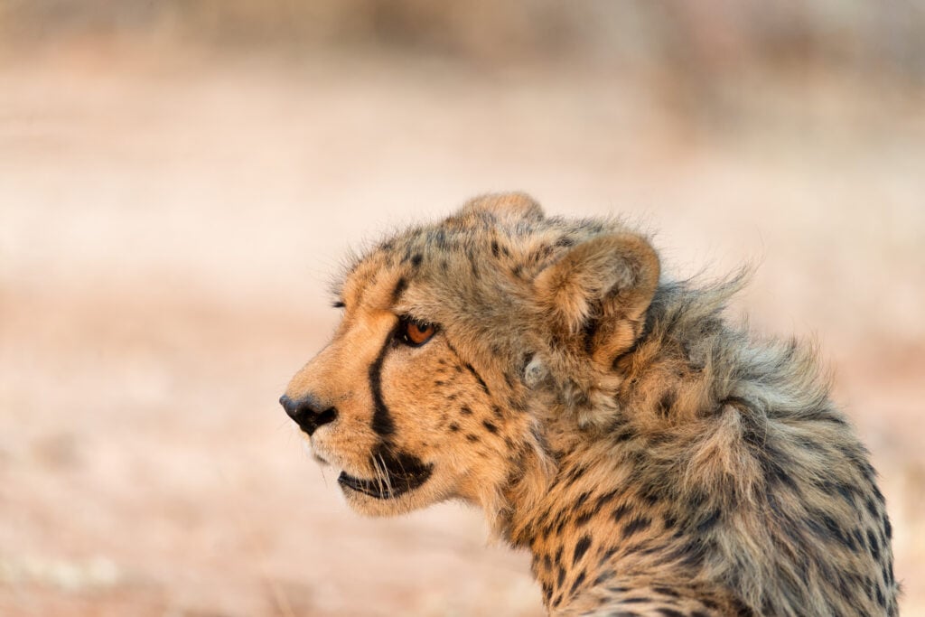 Okonjima Nature Reserve