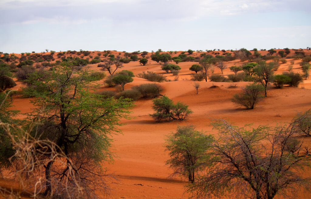 Désert de Kalahari