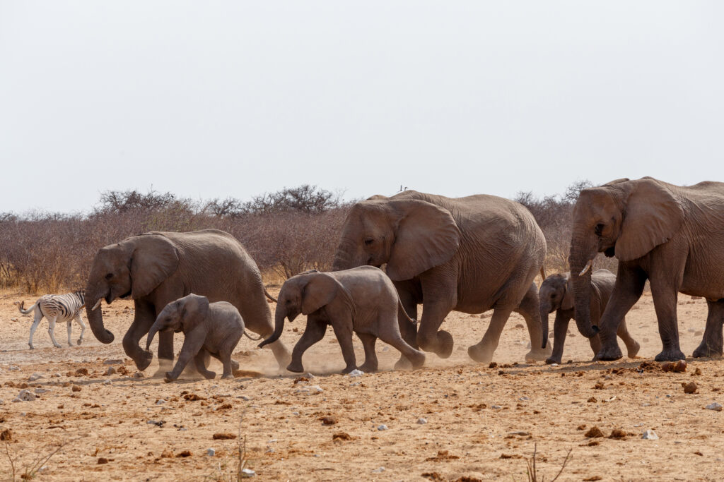 Parc national d'Etosha