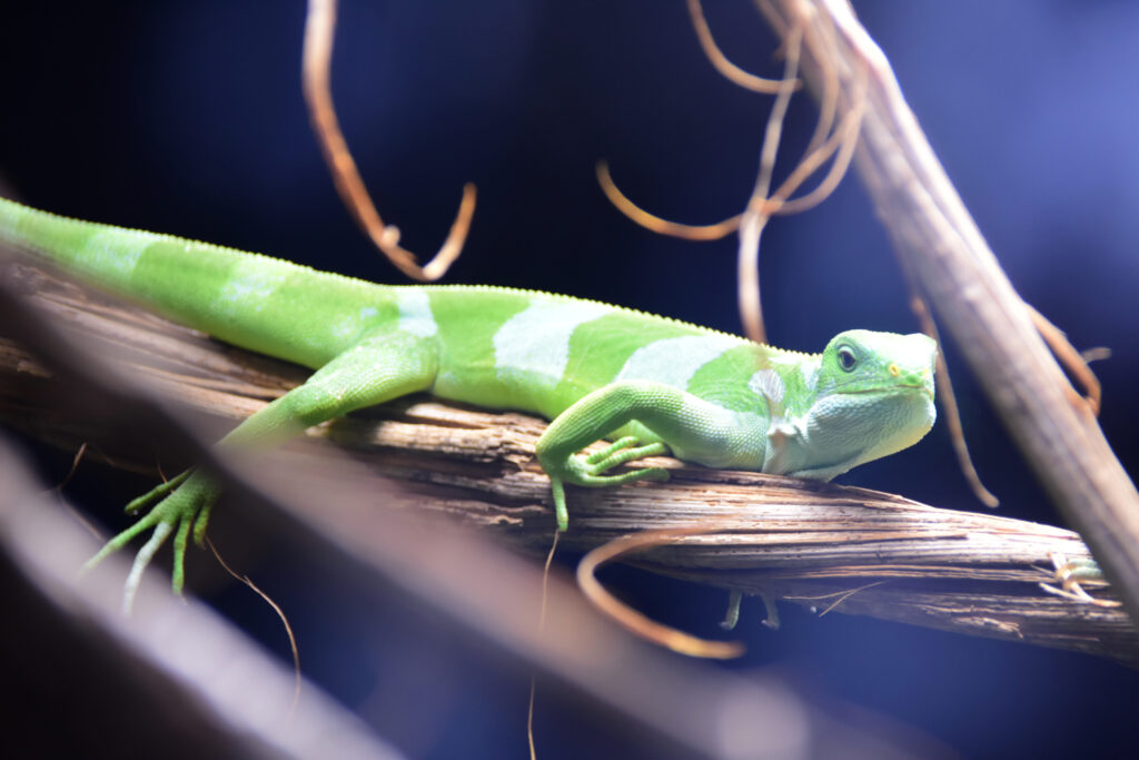 Lézard vert/Gecko