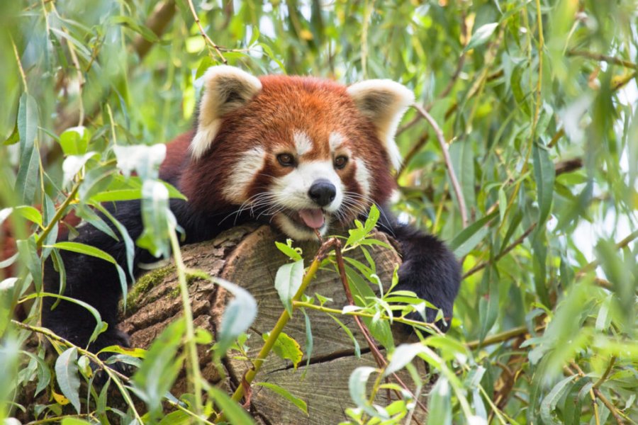 Tipps und Tricks für die Gestaltung Ihres Tages im ZooSafari de Thoiry