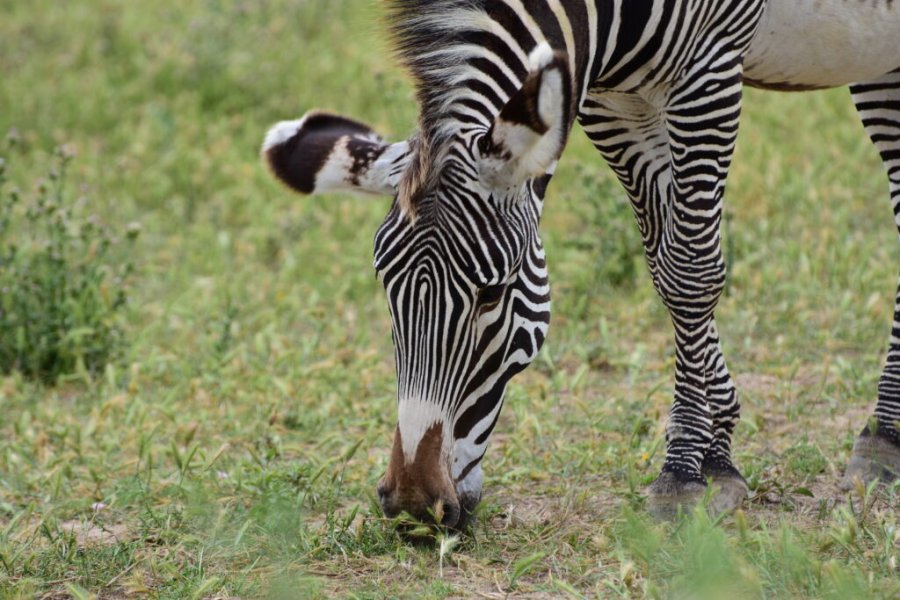 Tipps und Tricks für die Gestaltung Ihres Tages im Réserve Africaine de Sigean