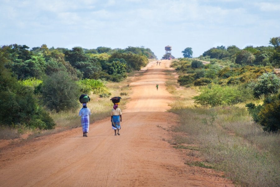 Mozambique : le projet de restauration de la plus grande mangrove d'Afrique va débuter