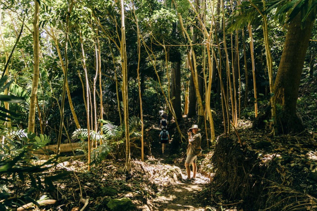 Randonnée dans la forêt de Coco Hill