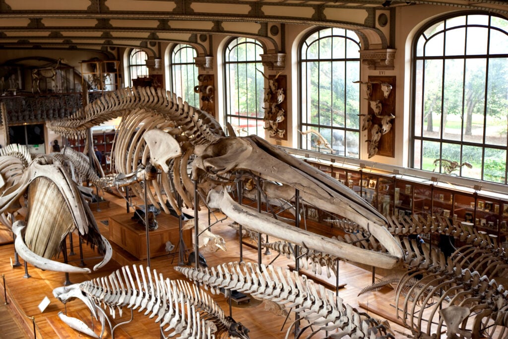 Le muséum d’Histoire Naturelle de Paris