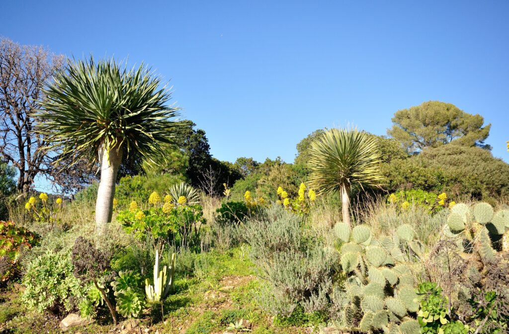 Végétation du Domaine du Rayol