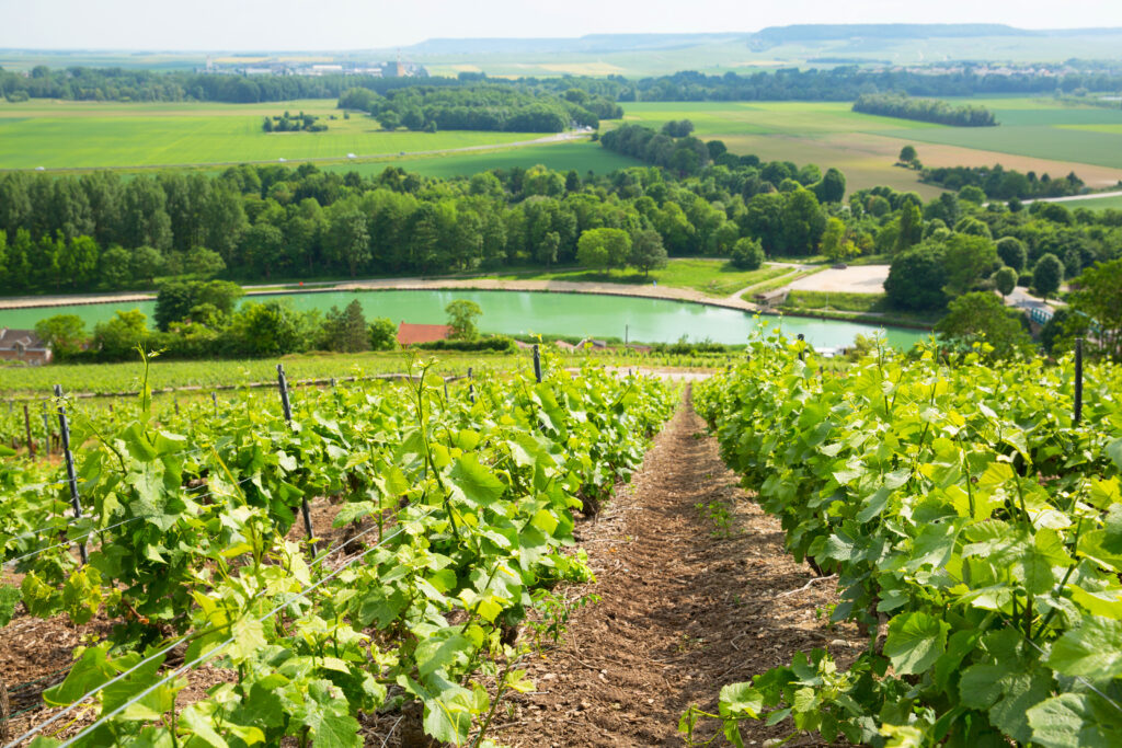 Parc naturel régional de la Montagne de Reims