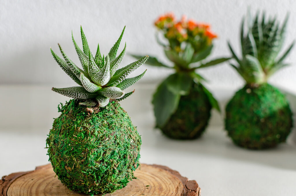 Kokedama