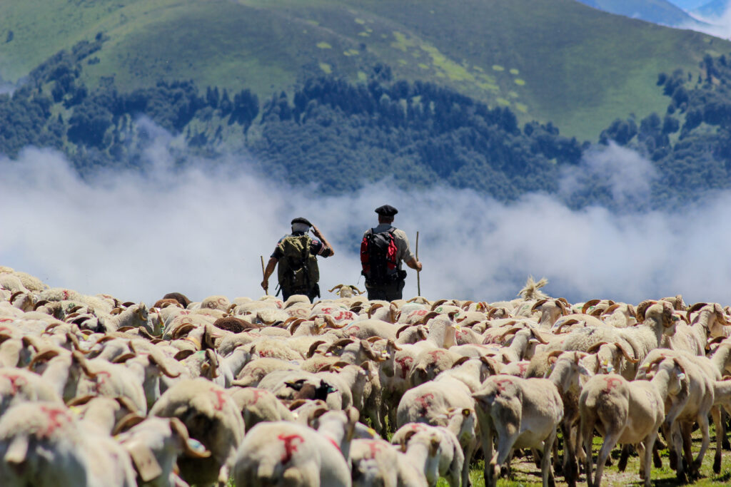 Troupeau de chèvre et bergers dans les Pyrénées