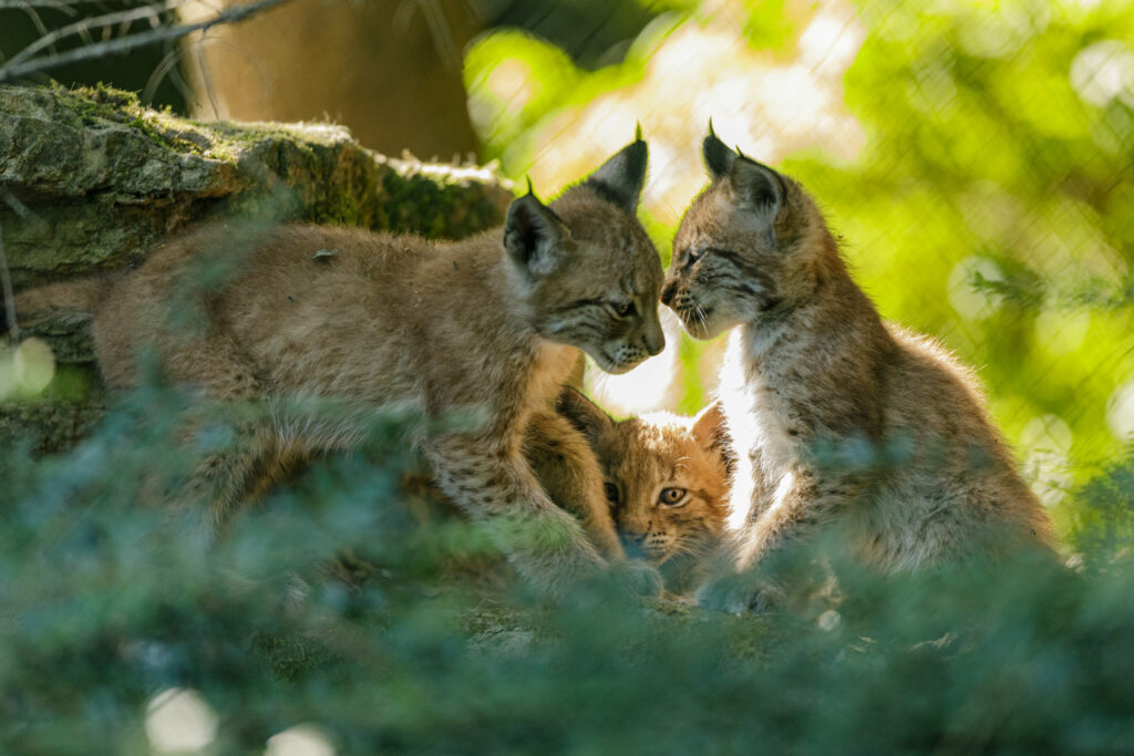 Le Zoo de Servion