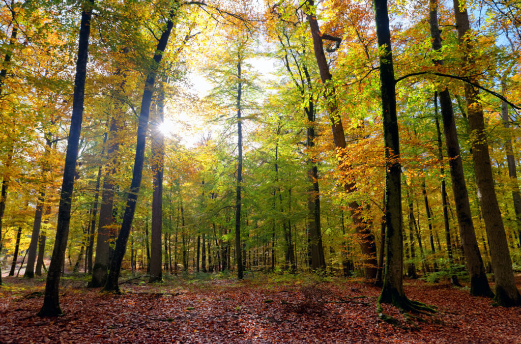 Forêt de Fontainebleau