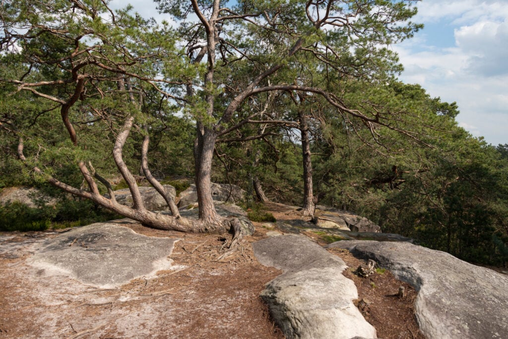 Gorges de Franchard, Forêt de Fontainebleau