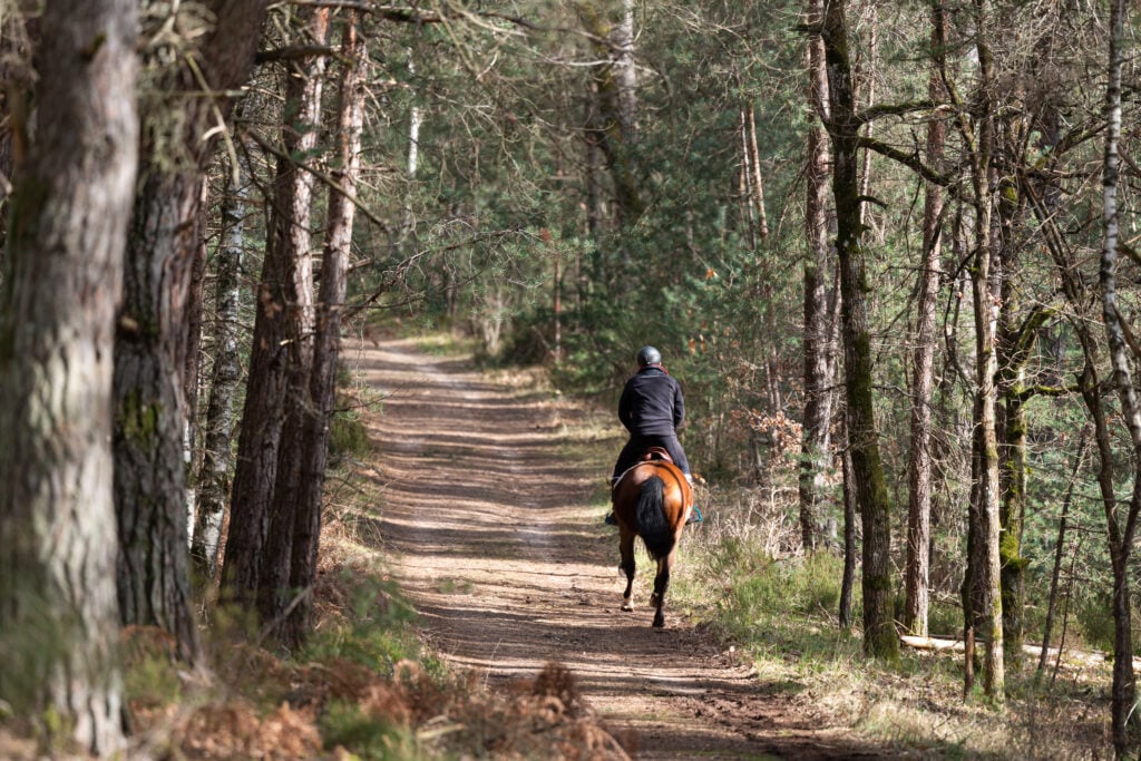 Forêt des 3 pignons - Fontainebleau