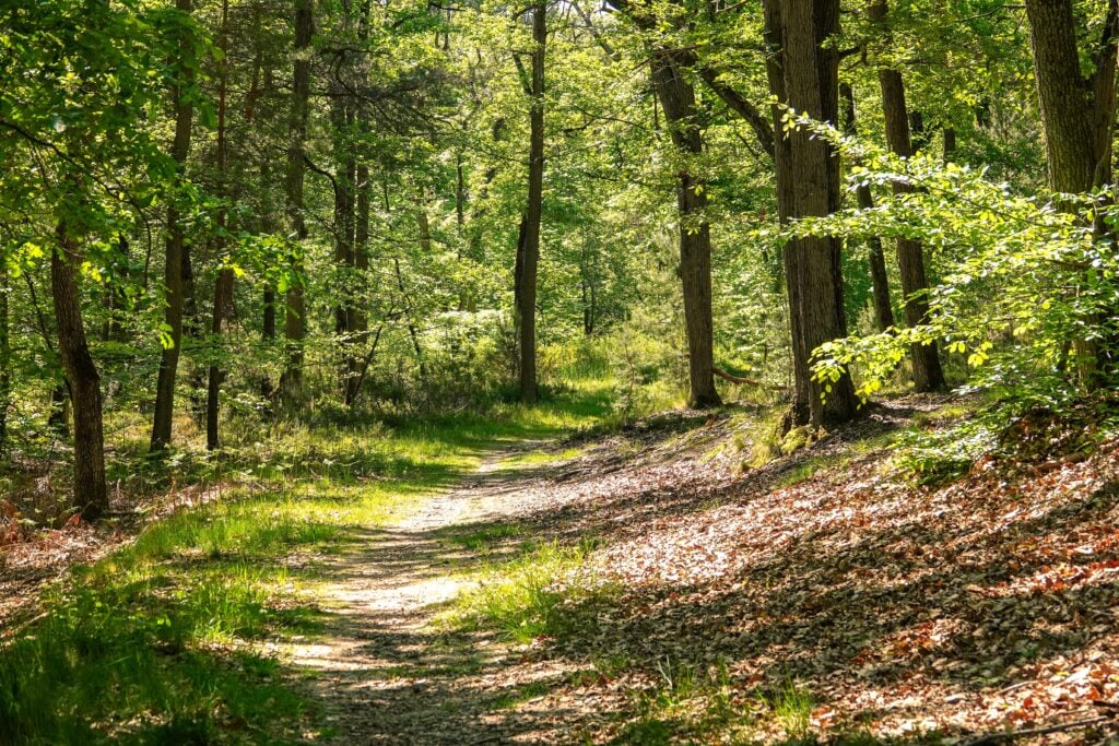 Sentier de promenade dans la forêt de Fontainebleau