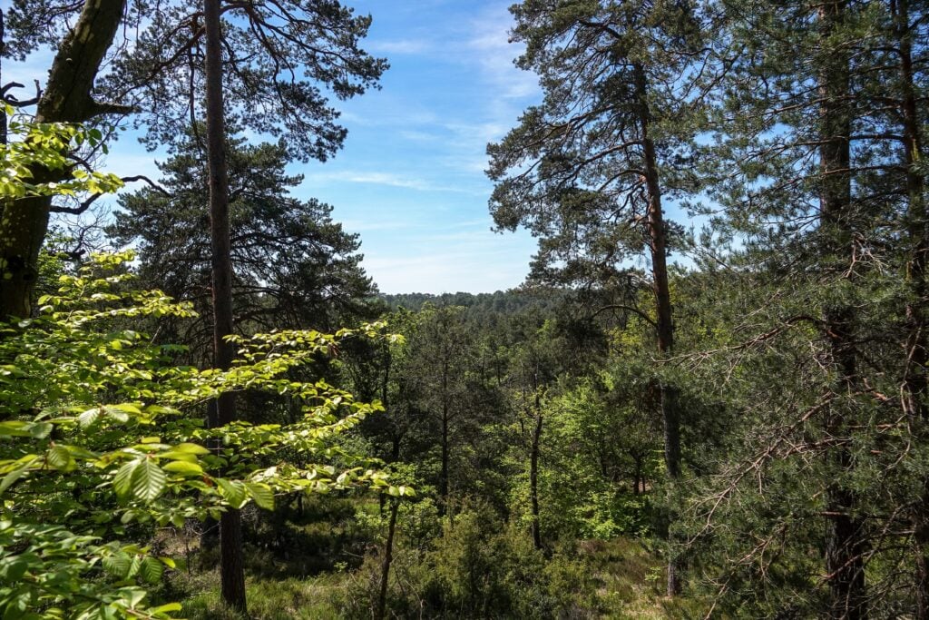 Vue sur les hauteurs de la forêt de Fontainebleau