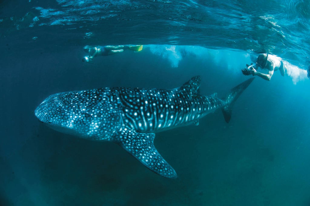 Requins-baleines. 