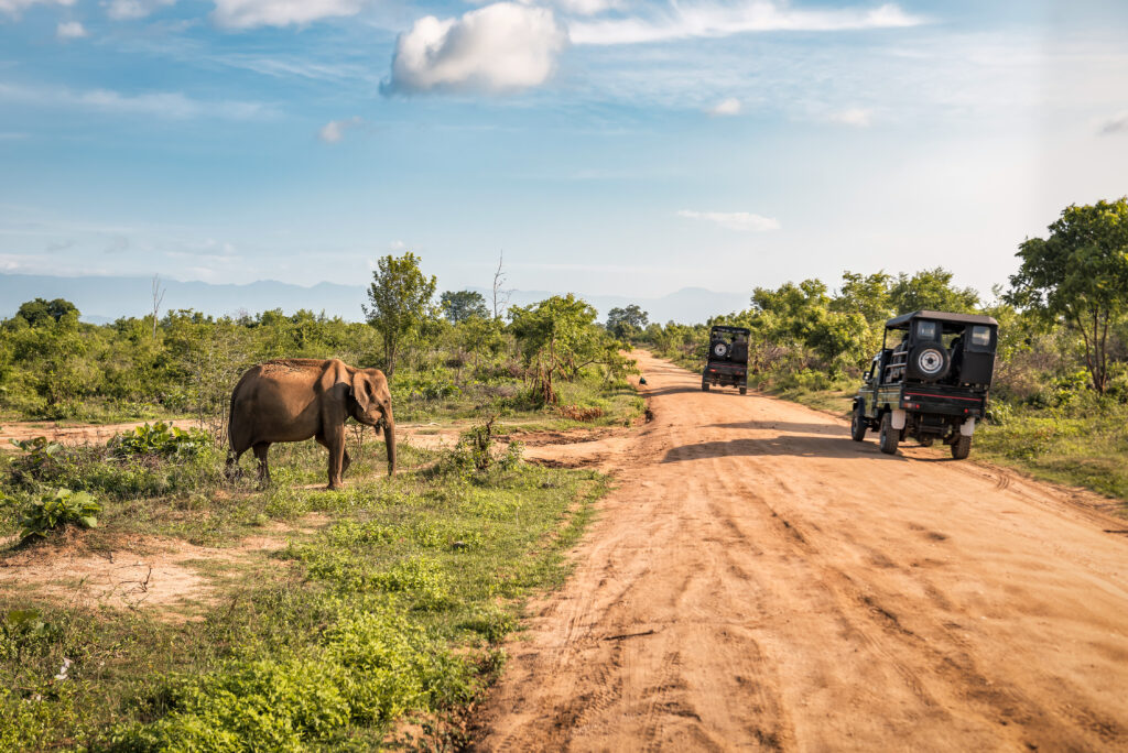 Safari au Sri-Lanka