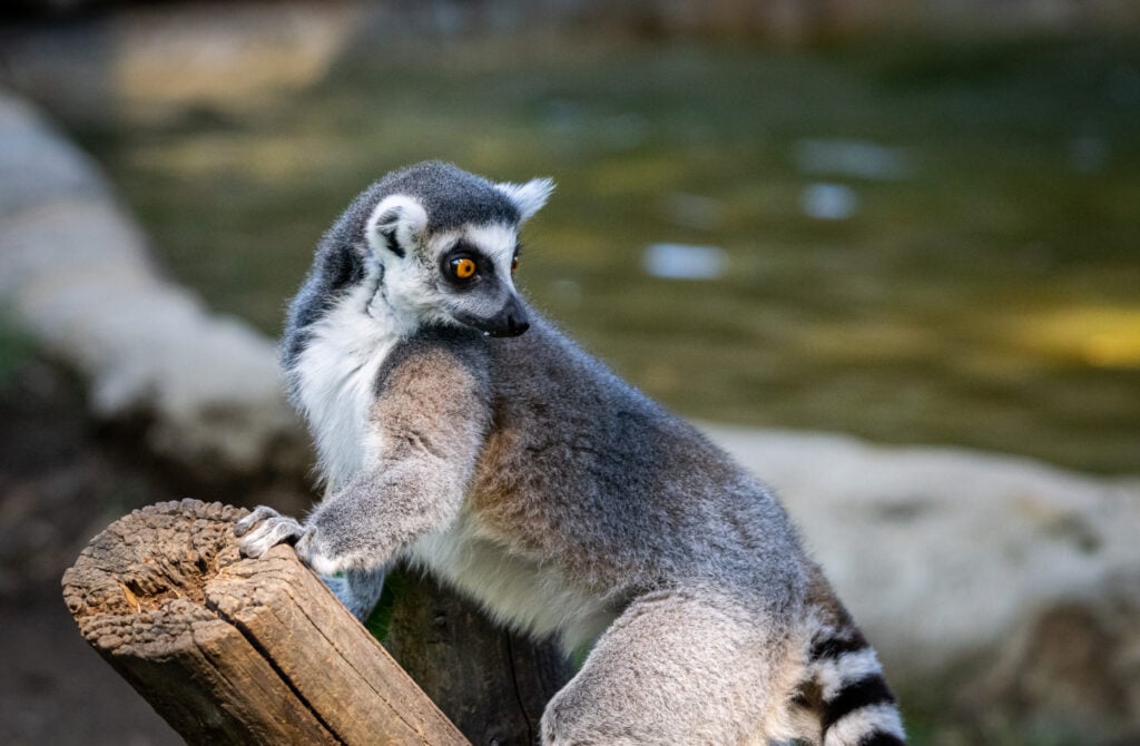 Lémurien au zoo de Rome