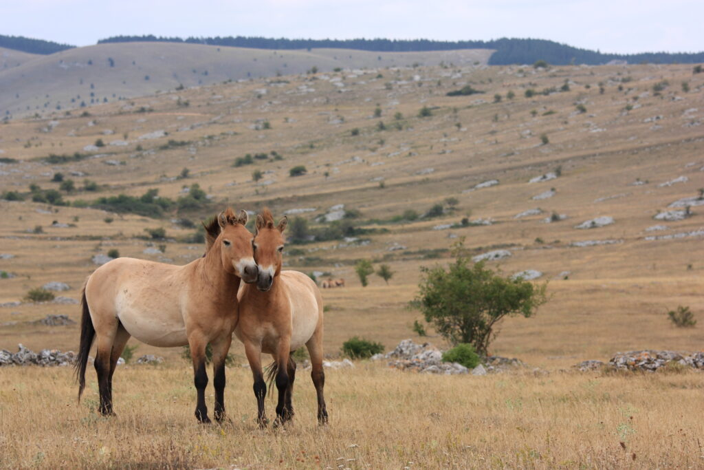 Couple de chevaux de przewalski