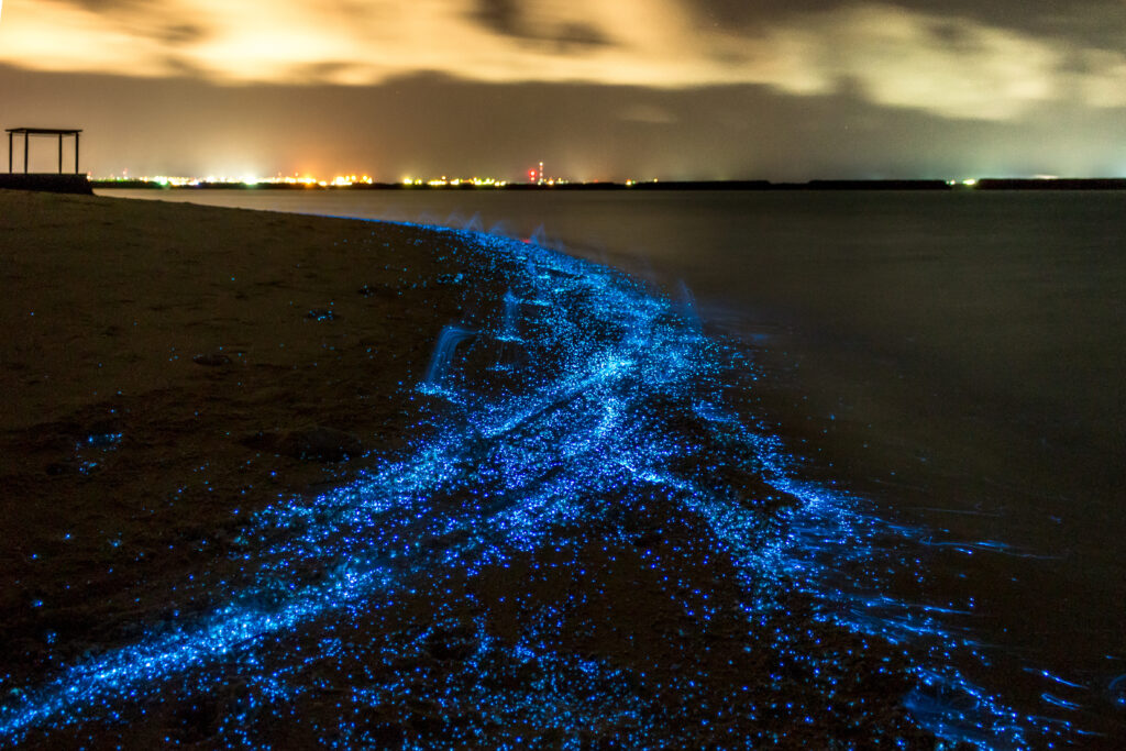 Les petites lumières bleues sur cette plage aux Maldives sont causées par le phytoplancton