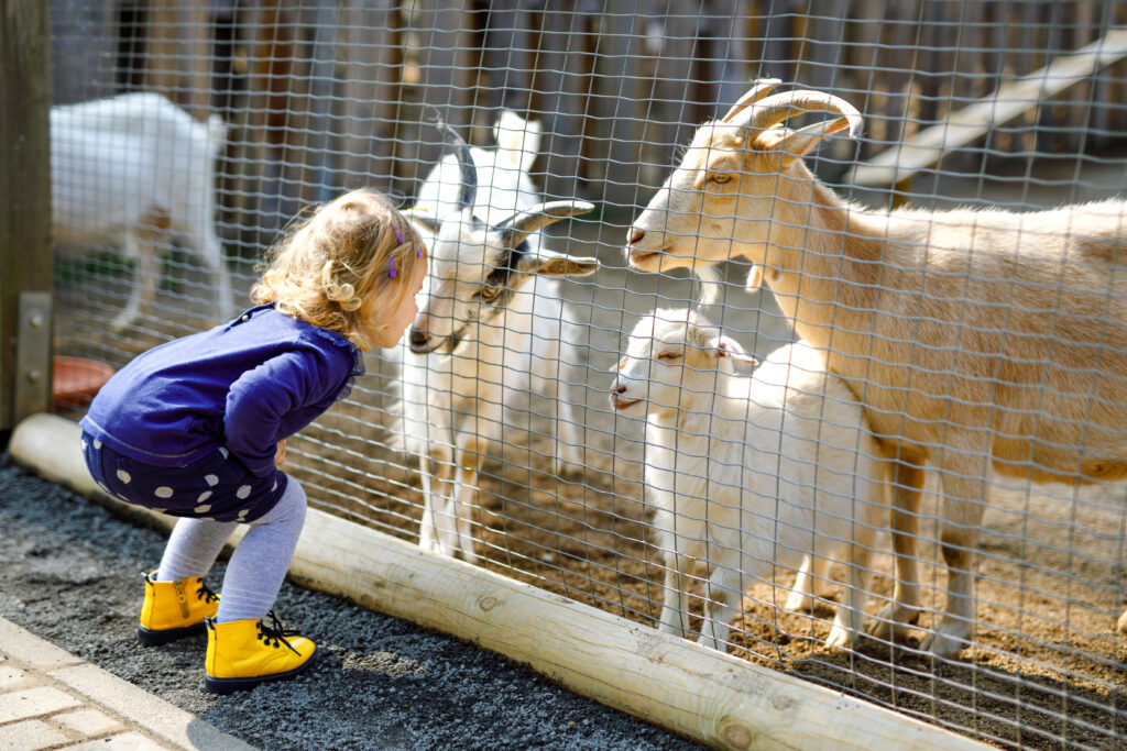 Petite fille devant l'enclos à chèvres