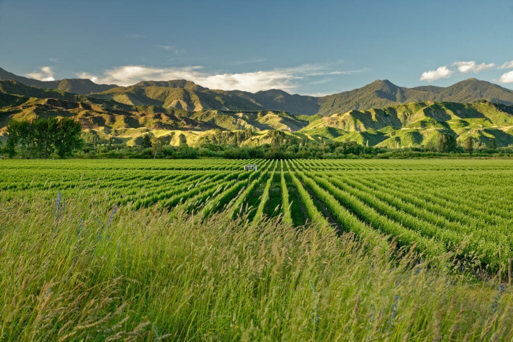 Vignobles de Marlborough