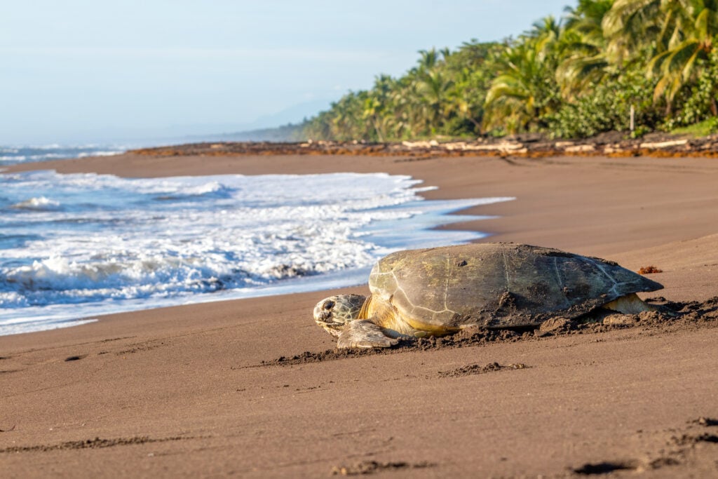 Plage de Tortuguero 