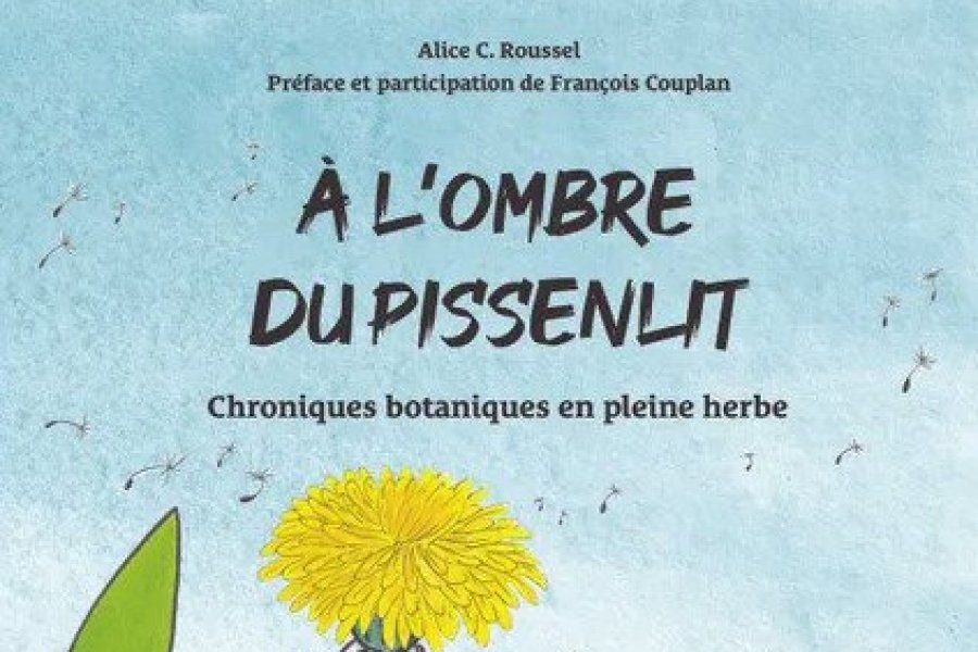 Conseil lecture : À l'ombre du pissenlit, BD pour percer les secrets des plantes sauvages