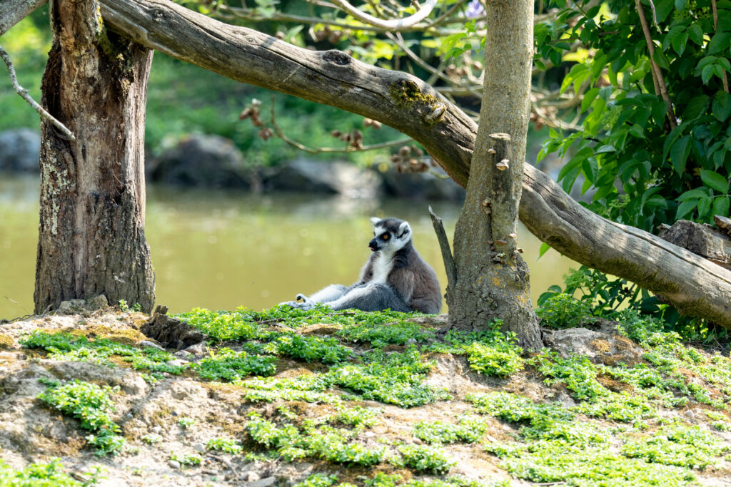 Maki au Zoo du Pal 