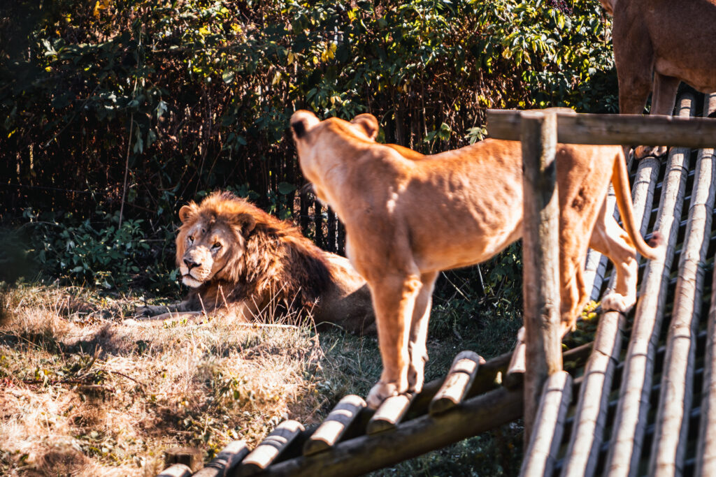 Le Safari de Peaugres (Ardèche)