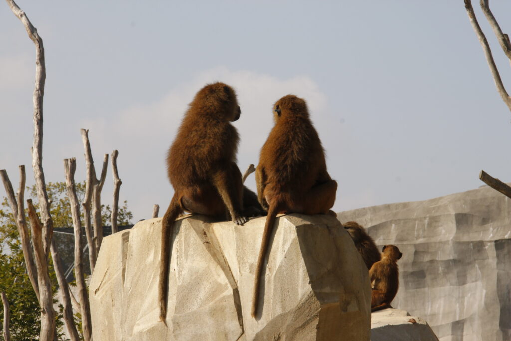 Singes du zoo de Vincennes