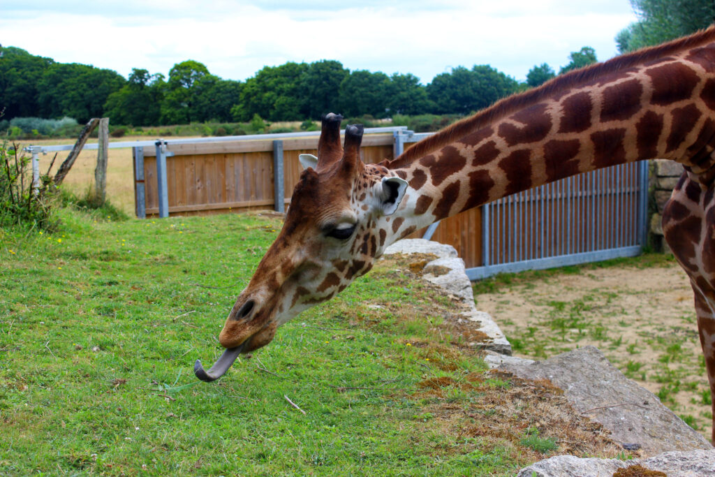 Girafe qui tire la langue pour attraper de l'herbe dans le parc zoologique de Branféré dans le Morbihan en Bretagne