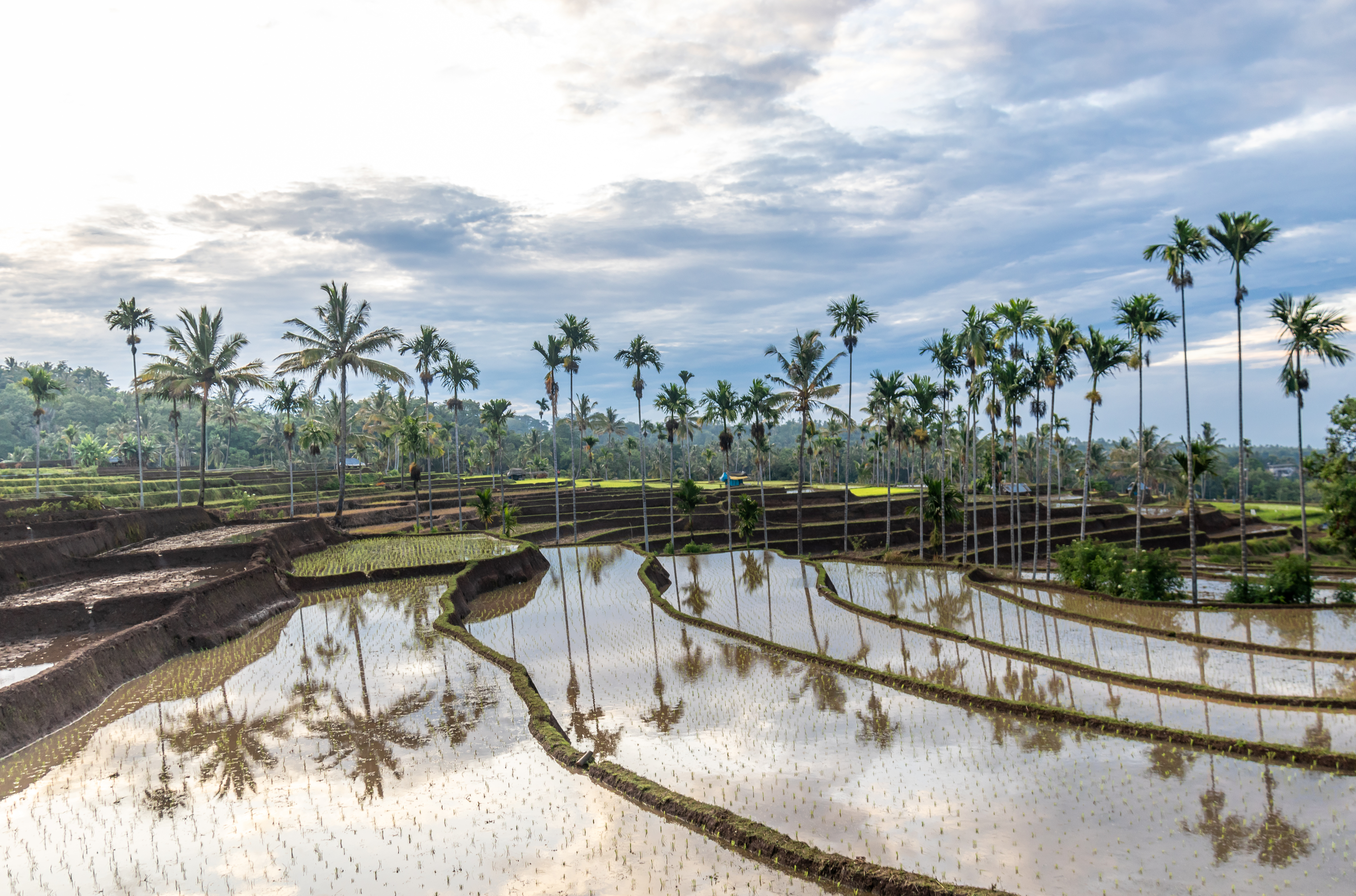 Rizières en terrasses à Lombok, Indonésie