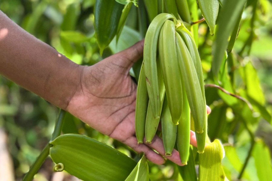 Vanille de Martinique