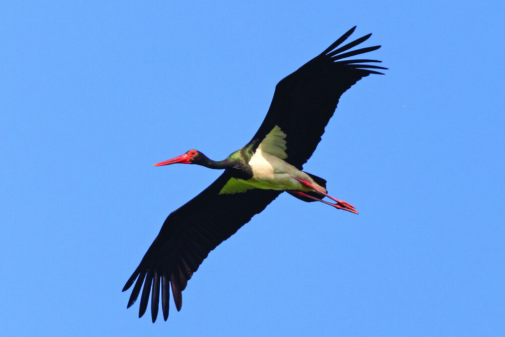 Cigogne noire.