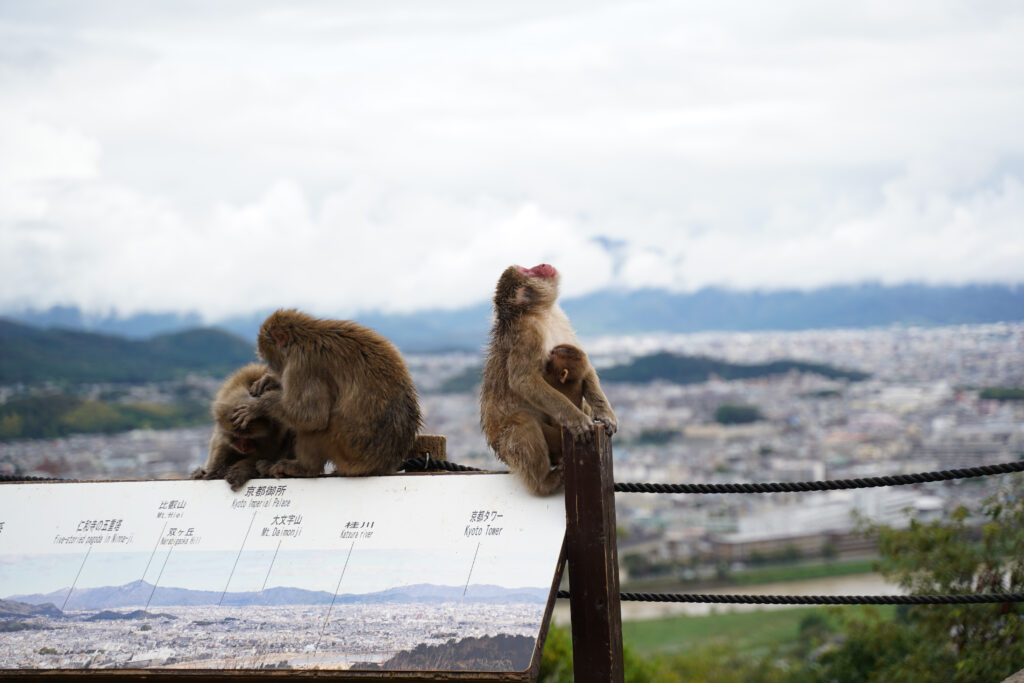 Singes à Iwatawama